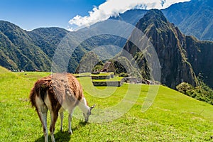 Lamas at Machu Picchu ruins