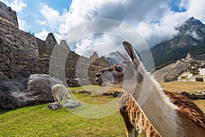 Lamas at Machu Picchu, UNESCO World Heritage Site in Peru