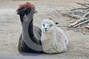 Lamas with a magnificent hairstyle