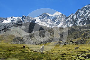 Lamas on mountain green meadow near snow mount photo