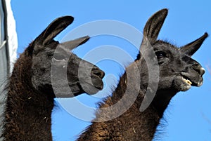 Lamas photo