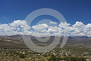 Lamas roaming free in Peruvian landscape photo