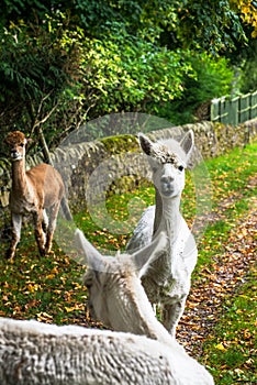 Lamas in a Rural Scene