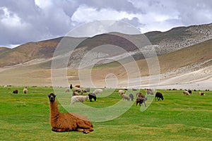 Lamas and sheeps on beautiful altiplano landscape, Uyuni, Bolivia