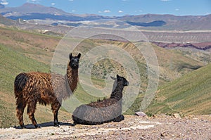 Lamas starring at beautiful landscape of Bolivia