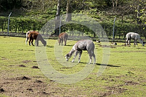 Lamas in a village farm