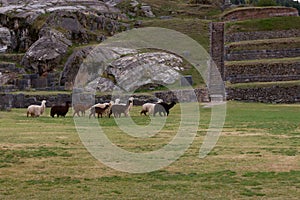 Lamas at the walls of the Sacsayhuaman fortress