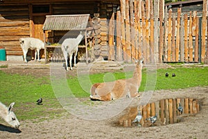 Lamas in a zoo