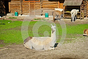 Lamas in a zoo photo