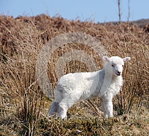 Lamb photo