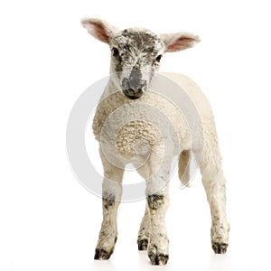 Lamb photo