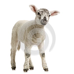 Lamb photo