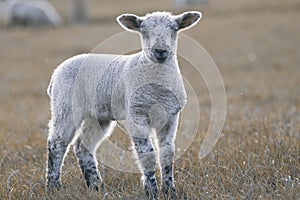 Lamb