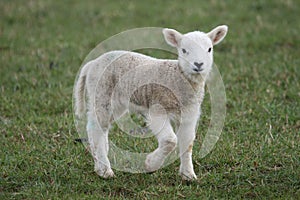 Lamb