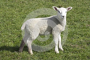 Lamb