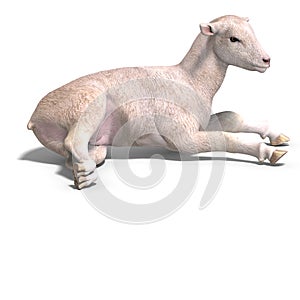 Lamb