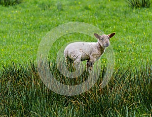 Lamb Alone In The Tall Grass