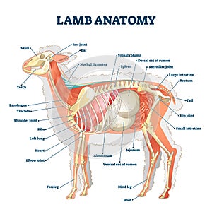 Lamb anatomy vector illustration. Labeled educational inner organ structure