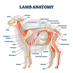 Lamb anatomy vector illustration. Labeled educational inner organ structure photo