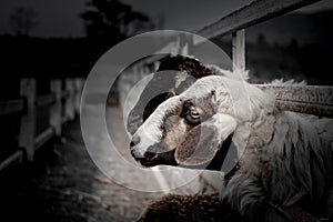 Lamb asian Sheep in farm Eye head closeup