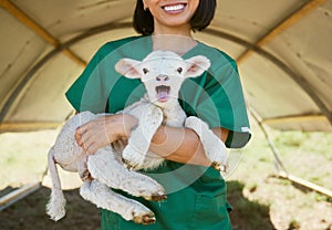 Lamb, baby animal and vet woman at a farm or zoo for health and wellness of farming animals with care and medical help