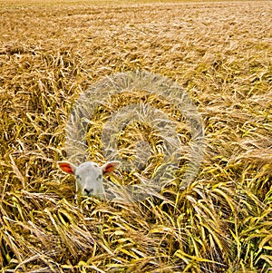 Lamb in barley