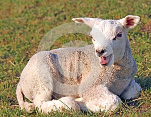 Lamb bleating