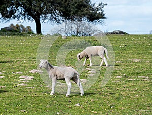 Lamb bleating. Spring and sunny day.