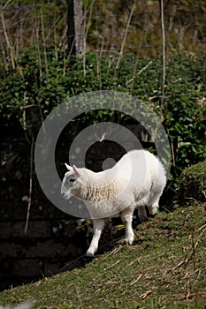 Lamb in the Brecon Beacons