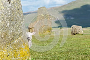 Lamb at Castlerigg Stone Circle