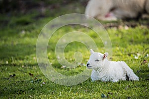 Lamb in countryside, brecon beacons