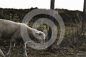 Lamb crossing farm fence. Northern white sheep on  Sylt island