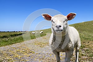 Lamb curious standing looking on an embankment dike on the island Terschelling, soft white sheep and curly fur