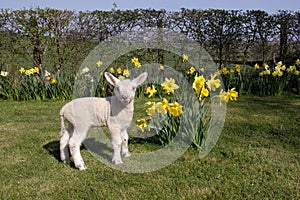 Lamb in daffodils photo