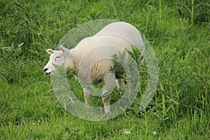 Lamb is eating thisle in the grassland at the countryside.