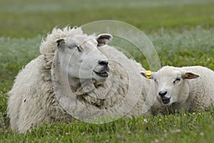 Lamb and ewe photo