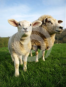 Lamb and Ewe