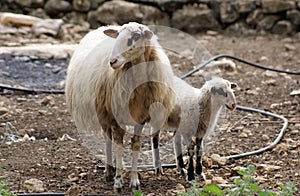 Lamb and ewe in a farm