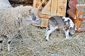 A lamb and an ewe near Nativity scene