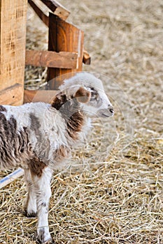 A lamb and an ewe near Nativity scene