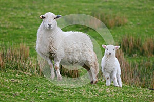 Lamb and ewe photo