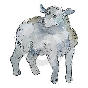 Lamb farm animal isolated. Watercolor background illustration set. Isolated sheep illustration element.