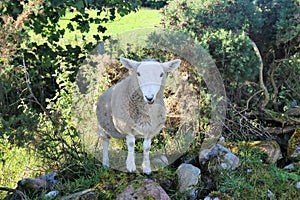 Lamb on farm in Scotland