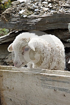 Lamb on a farm in Swanetia, Georgia, Europe
