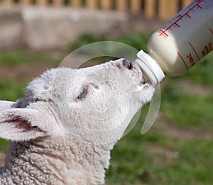 Lamb feeding from a bottle