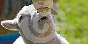 Lamb feeding from a bottle