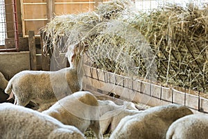 Lamb feeding on hay, agriculture industry, farming and husbandry concept