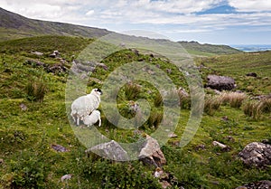 Lamb feeding from mother sheep in rugged landscape near Mahon Falls in Comeragh mountains, Ireland.