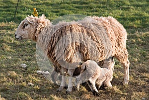 Lamb feeding from it's mother