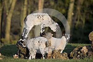 Lambs playing on a wooden log in a field in springtime